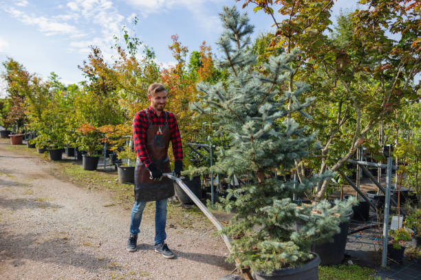 Tree Branch Trimming in Moreland, ID